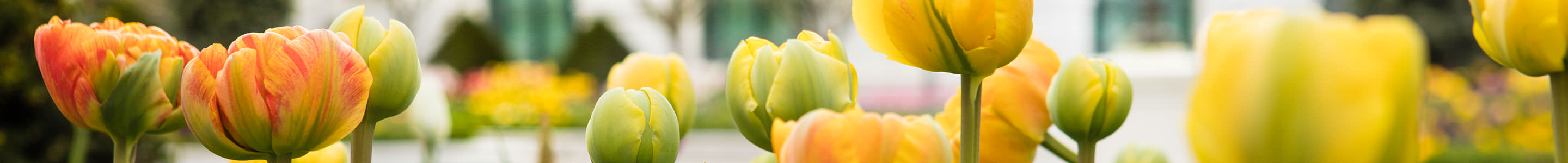 Garden of tulips in center courtyard at The Grand America Hotel in Salt Lake City.